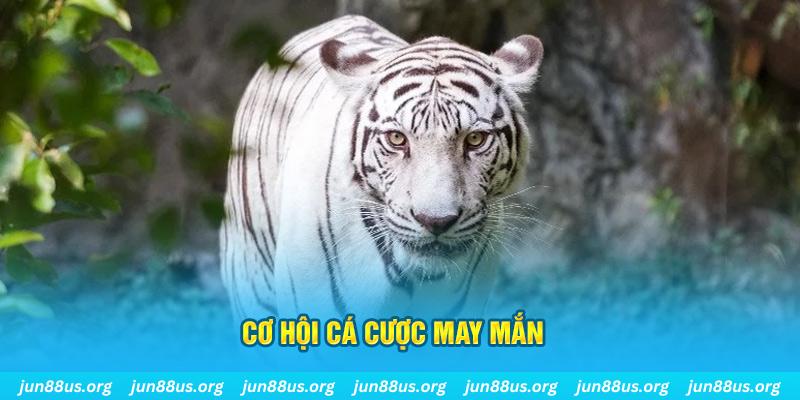 saowin hết slot la gì