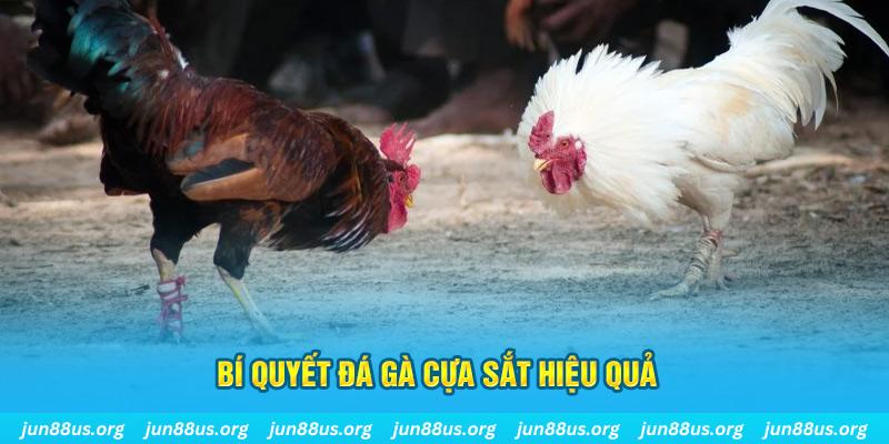 đá gà cựa dao