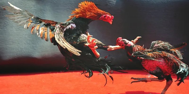 saowin BG Bắn cá