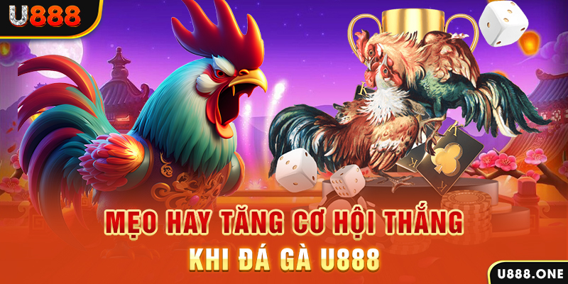 saowin trực tiếp gà chọi c1